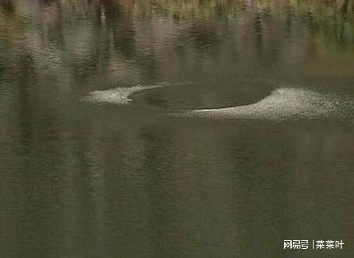 四川九龙猎塔湖水怪未解之谜 水下三米长庞大怪兽真的存在吗