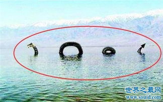 长白山天池水怪的真相,其实就是一只巨型的翻车鱼 