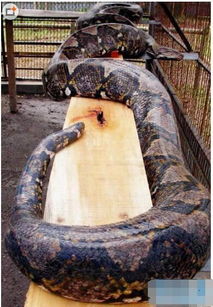 最大的蟒蛇塞雷洪泰坦蟒蛇,可以吞下恐龙,鳄鱼(塞雷洪泰坦蟒蛇)
