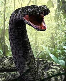 史上最大的蛇类 泰坦蟒