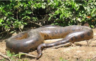 全世界最大的蛇,巨蛇泰坦蟒体长15.24米
