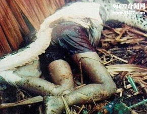 广西桂平挖蛇事件,挖出140岁金色蛇精吓死挖机师傅 