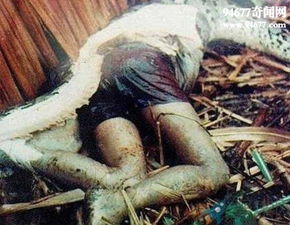 广西桂平挖蛇事件,挖出140岁金色蛇精吓死挖机师傅 