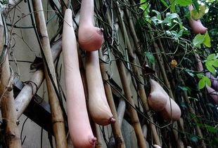 什么是乳瓜?越南乳瓜是丝瓜藤的艺术作品(越南乳瓜种子哪里卖)