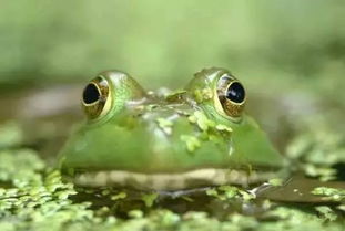 牛蛙是中国的原始物种吗?