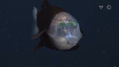 具有透明头部的罕见怪鱼 大鳍后肛鱼
