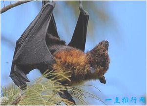 世界上最大的蝙蝠,马来大狐蝠翼展达1.8米,喜欢吃水果 