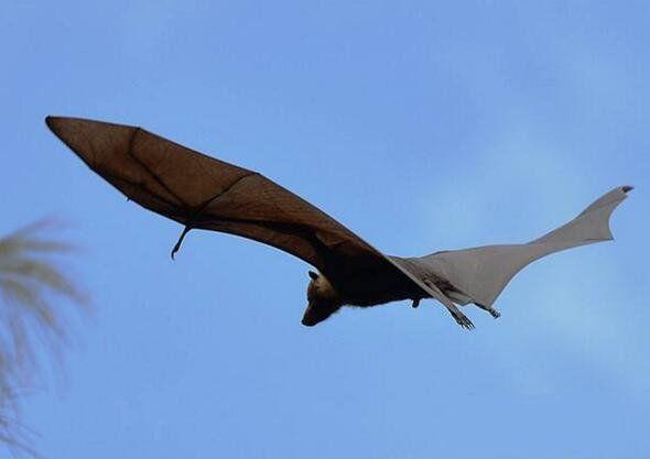世界上最大的蝙蝠,马来大狐蝠翼展达1.8米,不吸血,只吃素
