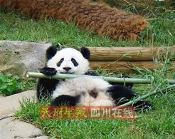 1家单位饲养管理不到位 借出去的大熊猫被收回 