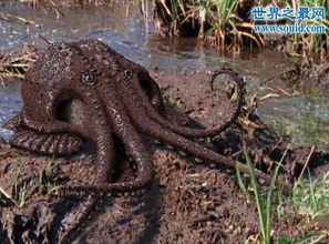 沼泽章鱼,一亿年后的新物种 没有水也能活 