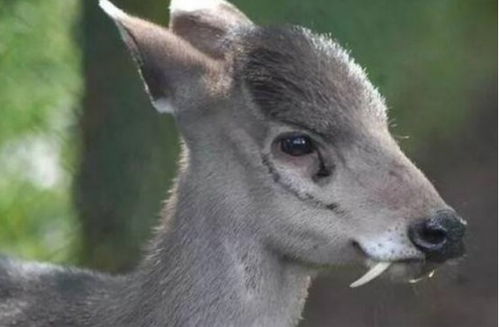 因外表被称为吸血鬼鹿,有两颗尖利大长牙,它会吸血吗 
