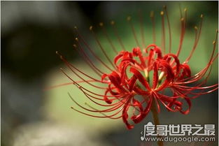 象征死亡的冥界四花,彼岸花是黄泉路上唯一的风景