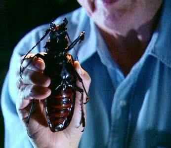 泰坦甲虫 地球上最神秘的昆虫生物,成年后从不进食