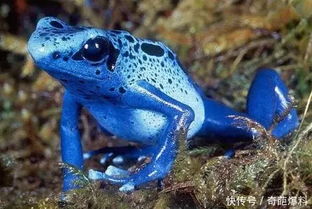 世界最毒的蛙类动物 一身五彩斑斓的颜色 人或者动物一碰即死 