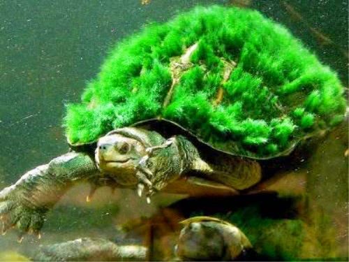 一种造型独特的乌龟,背部长满绿毛,售价极其高昂,人称 神龟 