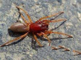 地球上10大最奇特的蜘蛛,第一吃素的蜘蛛,第二长得像蝎子