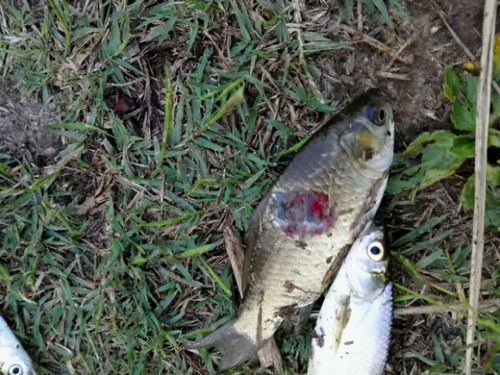 曾经入侵巢湖的 狼牙鱼 ,一度泛滥 咬残湖鱼,如今怎么样了