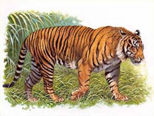 世界九大虎种