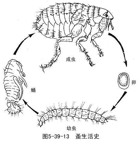虱子和跳蚤有什么区别 应该怎么预防