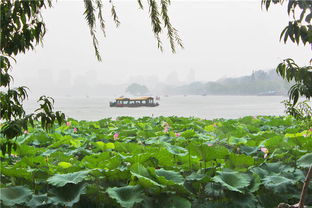 荷花依旧,谁还记得大明湖畔的夏雨荷