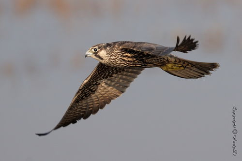 游隼 游隼 Peregrine Falcon 