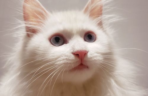 蓝眼睛白猫咪是属于品种猫还是土猫 贵不贵