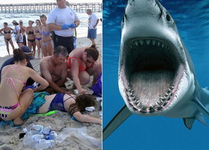 美国12岁女孩被鲨鱼袭击咬掉,有人喊道:从水里出来(14岁美国女孩)