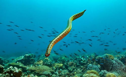 法国曾发现 巨型海蛇 有多大 美国发现的海洋巨蟒有多恐怖