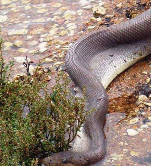 揭秘世界上最大的蟒蛇之谜,你见过哪个