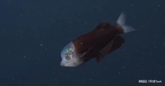 美国深海拍到透明脑袋绿眼怪鱼