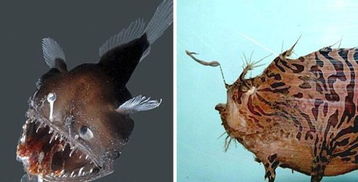 日本渔民在福岛海域捕到巨型狼鱼 体长2米形如怪物 