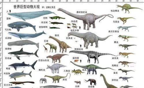 中国发现疑似最重恐龙,体长38米,重达130吨,化石出土于河南