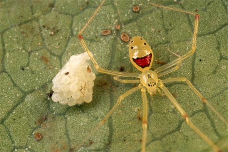 令人毛骨悚然的昆虫 蜘蛛