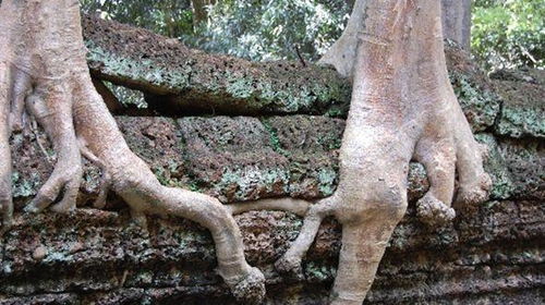 食人树真的会吃人吗,世界上最大的食人树
