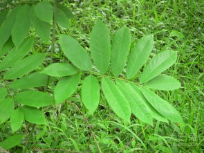 毒鱼藤是一种植物的名字,从名字可以知道