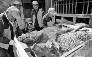 日本猎杀变异野猪 野猪受核污染变异 自身带有放射性 