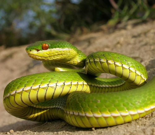 我国竹叶青蛇,有6种,美丽的毒蛇