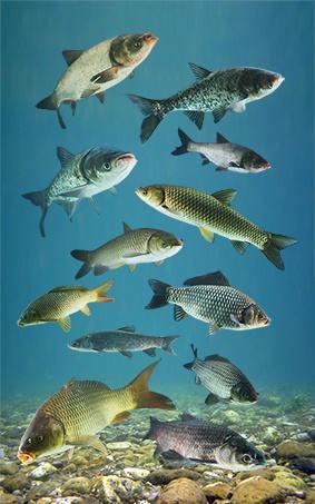 为了照顾长江中这些鱼类,我国三大水电站联合执行了一次生态调度