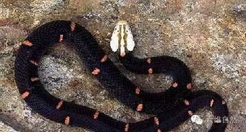 为什么喜玛拉雅白头蛇会绝食?(为什么喜玛拉雅用不了了)