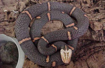 中国这种蛇白头黑身,只生活在喜马拉雅附近,一到欧美就绝食而亡