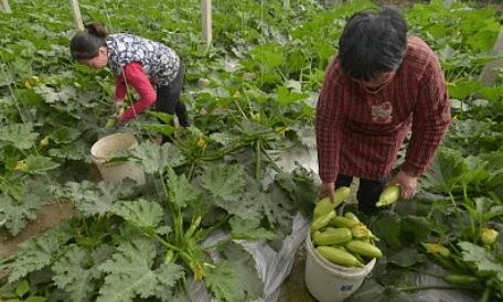 已有多人中毒 这种家常菜请谨慎食用