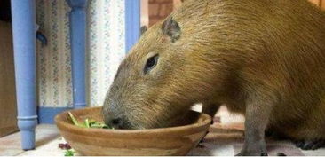 英国一女子养了一只百斤 巨老鼠 每天一起吃饭一起睡觉