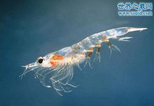 幽灵虾,通体透明会隐身 味道极美可以吃 