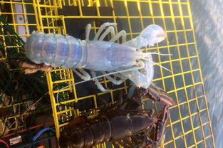 美国捕虾人捕获 幽灵龙虾 通体淡蓝色 几近透明
