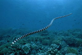 浙江沿海发现3米粗海蛇(浙江沿海公路)