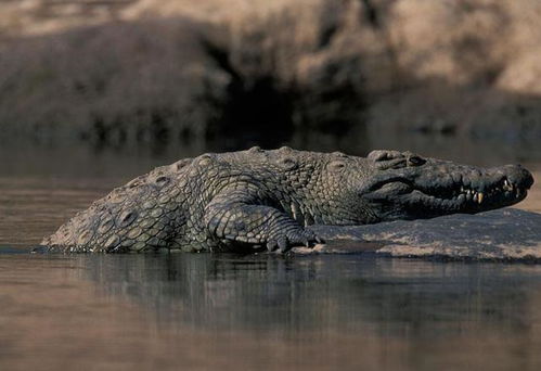 亚马逊莫拉氏鳄:巴西平原上栖息着一种巨大的鳄鱼,身长约10米(亚马逊莫拉氏鳄滤食)