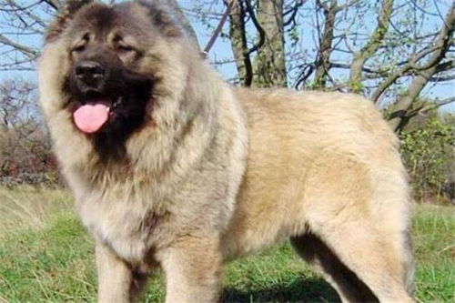 全球10大最凶的狗,土佐犬和比特犬成功入选,你敢养吗