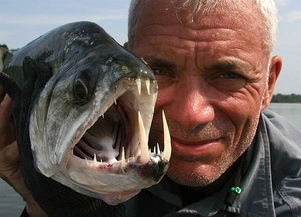 坦克鸭嘴鱼是生活在亚洲的一条巨大的河流