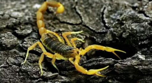 世界第一毒蝎以色列金蝎,对战剧毒蜘蛛黑寡妇会如何