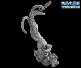 一亿年前的史前恐怖生物,食骨蠕虫 无嘴无骨 